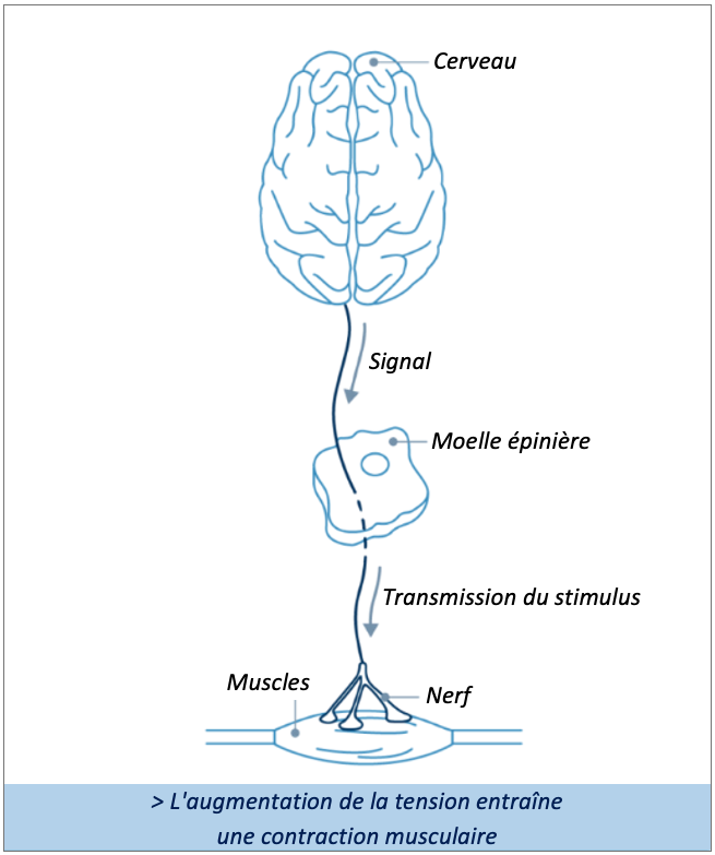 En cas de spasticité, l'augmentation de la tension entraîne une contraction musculaire