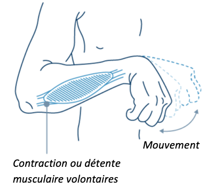 Poignet mobile et contraction musculaire sans restriction ni spasticité